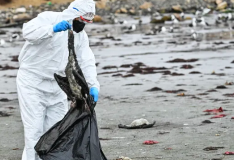 3500 cadavres d'oiseaux marins sur les plages